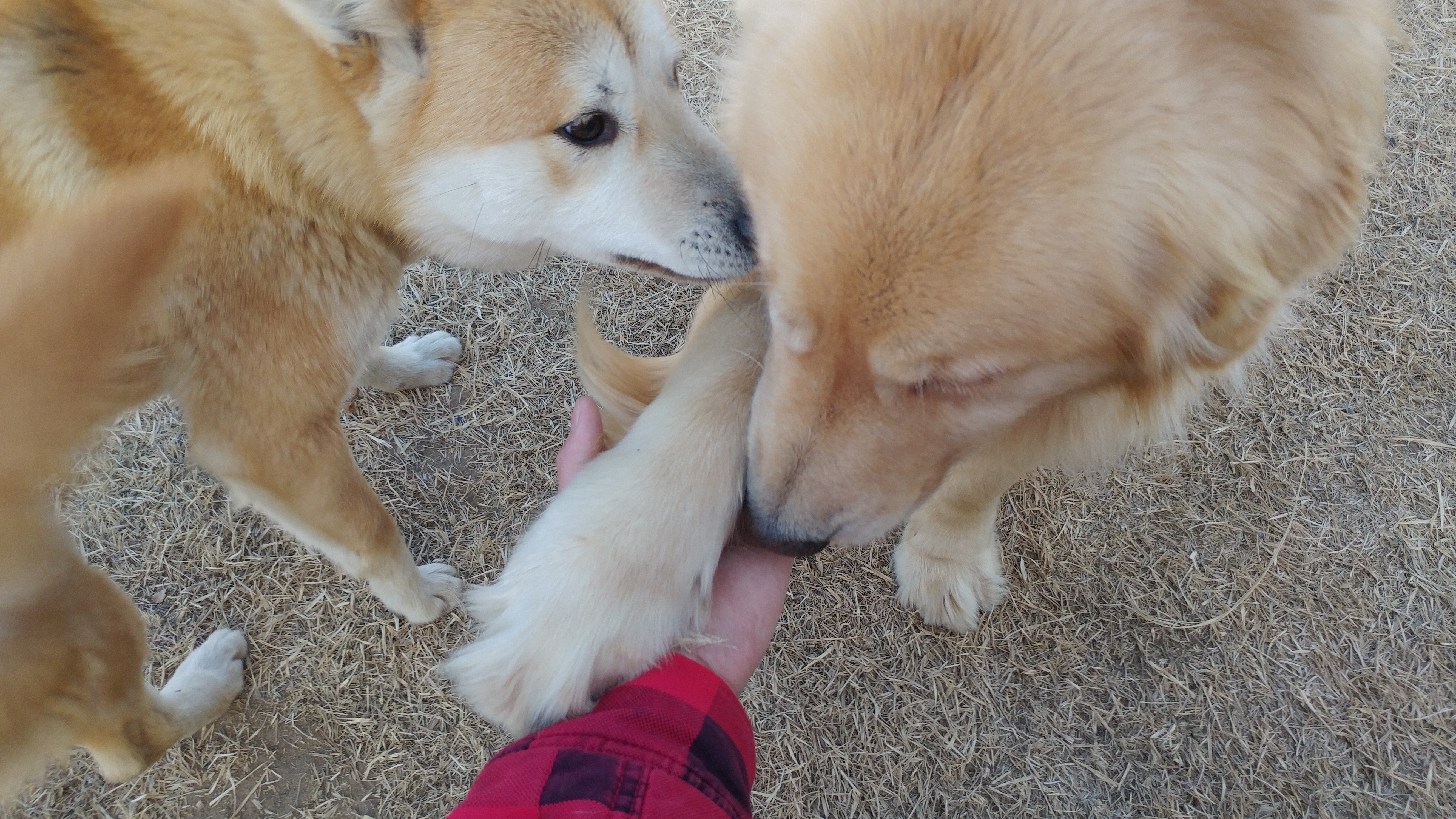 poorwolf
